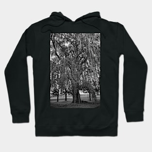 Old Man Willow Weeping Hoodie